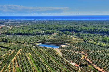 Aerial view of olive groves in Costa Daurada, Spain clipart
