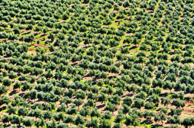 Olive grove mont-roig del Camp, İspanya