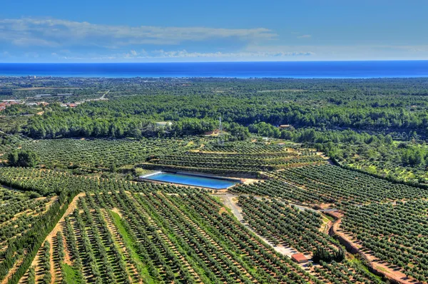 Zeytinlik Costa Daurada Spanya Içinde Havadan Görünümü — Stok fotoğraf