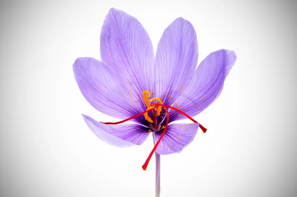 Safranblüte — Stockfoto