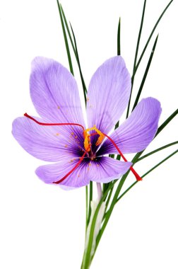 A saffron flower isoalted on a white background clipart