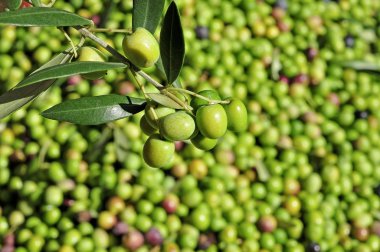 Harvesting olives clipart