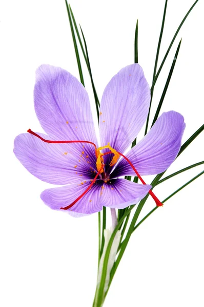 stock image A saffron flower isoalted on a white background