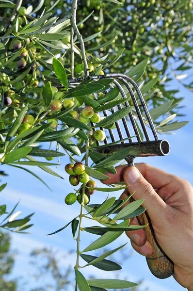Someone Harvesting Olives Olive Grove Catalonia Spain — Stock Photo, Image