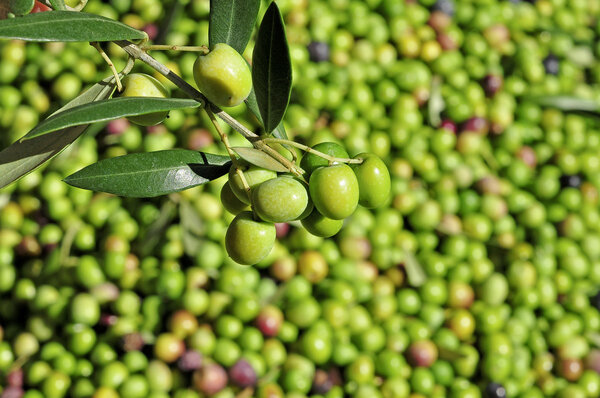 Harvesting olives