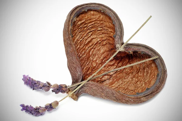 Hjärtformat Skal Med Lavendel Blommor Vinjettering Bakgrund — Stockfoto