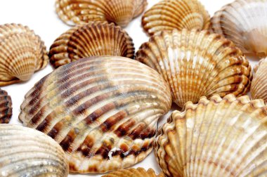 Seashells clipart