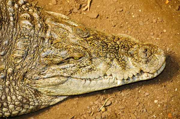 上一条鳄鱼躺在太阳下特写 — 图库照片