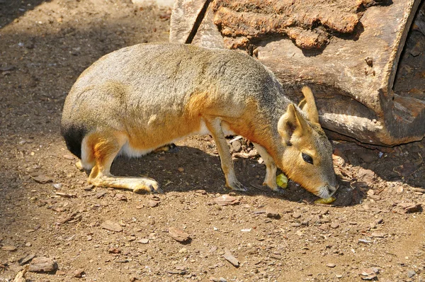 Una Mara Bebé Alimentándose Zoológico — Foto de Stock