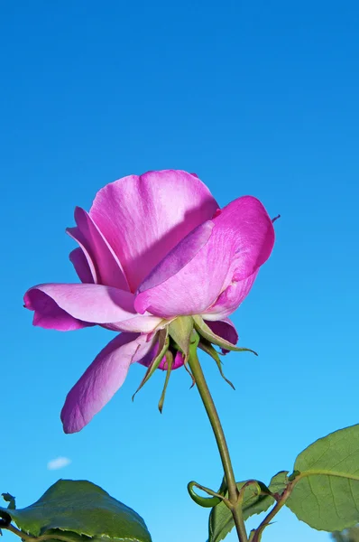 Nahaufnahme Einer Rosa Rose Über Dem Blauen Himmel — Stockfoto