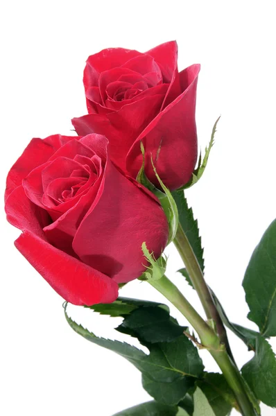 Paio Rose Rosse Isolate Uno Sfondo Bianco — Foto Stock