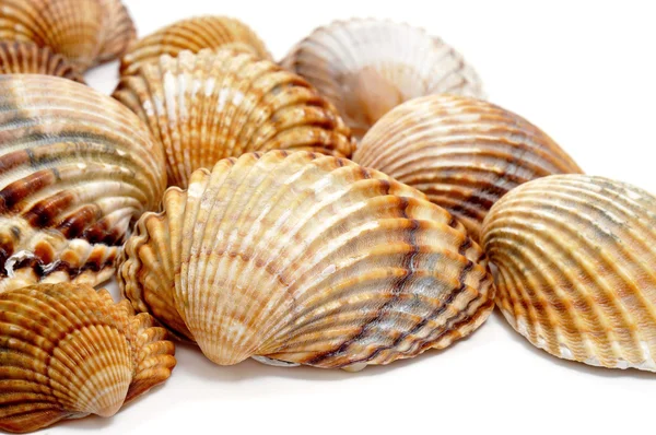 Pile Seashells Isolated White Background — Stock Photo, Image