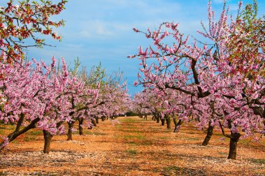 Almond blossoms clipart