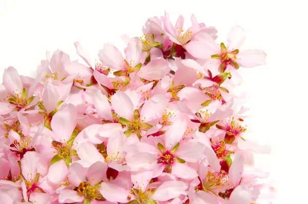 Amandel blossoms — Stockfoto
