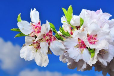 Almond blossoms clipart