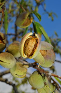 Almond tree clipart