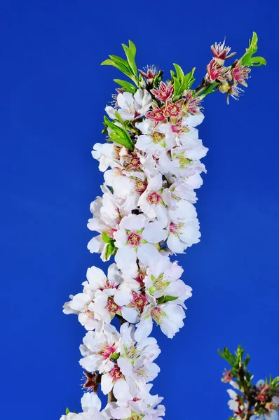 Flores de almendras —  Fotos de Stock
