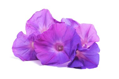Morning glory flowers clipart