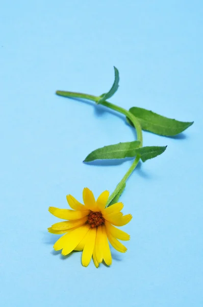 Wild daisy — Stock Photo, Image