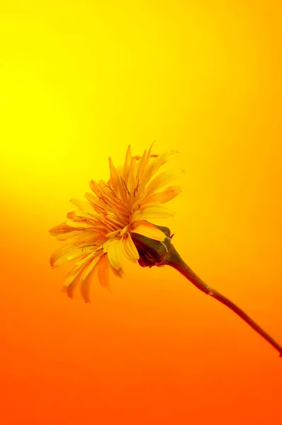 Wild daisy — Stockfoto
