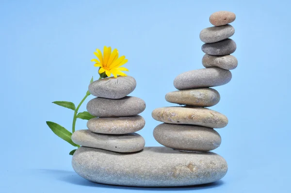 Kamienie i kwiaty zen — Zdjęcie stockowe