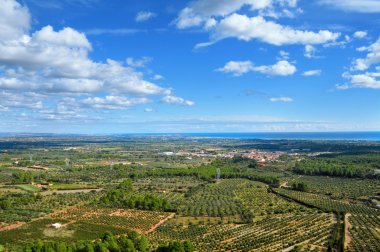 Olive groves in Costa Daurada, Spain clipart