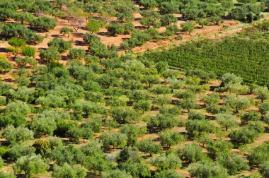 Olive grove in Mont-roig del Camp, Spain clipart