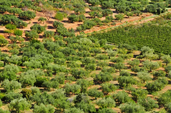 Olivlunden i mont-roig del camp, Spanien — Stockfoto