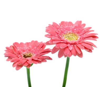 Gerbera'lardan