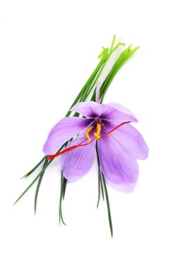 Saffron flower clipart