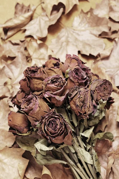 Gedroogde rozen — Stockfoto