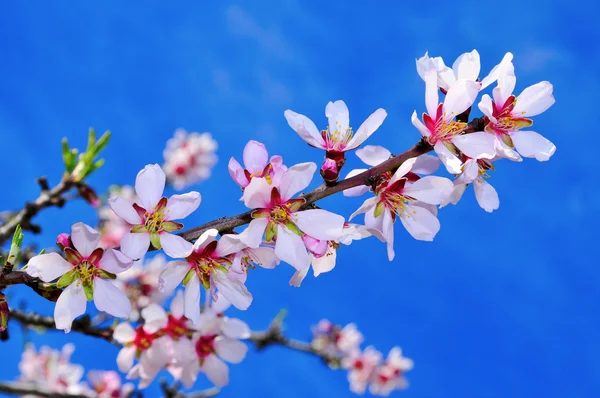 Flores de almendras — Foto de Stock