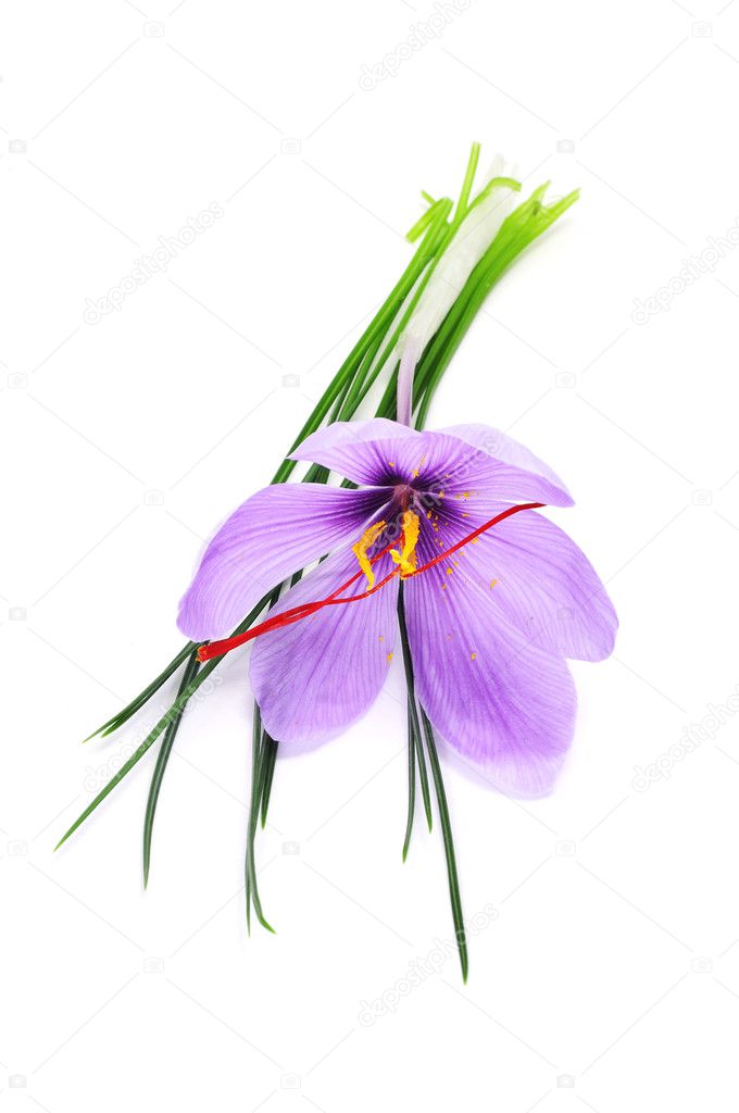 Saffron flower Stock Photo by ©nito103 5316205