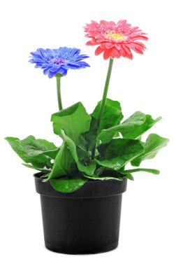 Gerbera daisies clipart