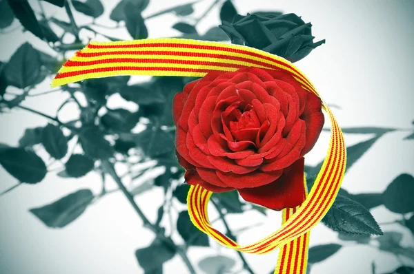 Der Tag der Rosen, eine Tradition am 23. April in Katalonien, Spanien — Stockfoto