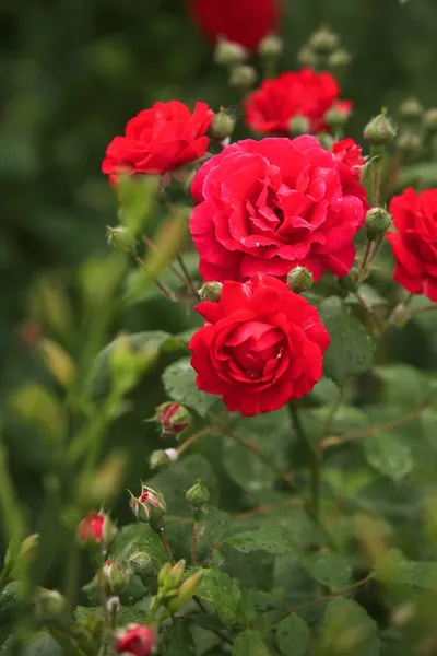 stock image Climbing Red Roses