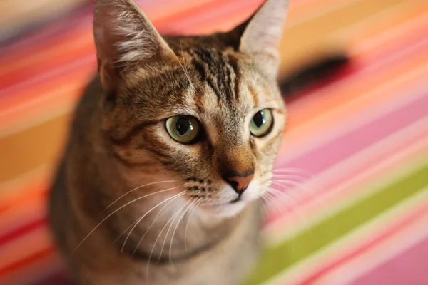 젊은 줄무늬 고양이 — 스톡 사진
