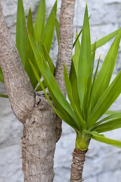 丝兰植物 — 图库照片