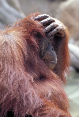 orangutan