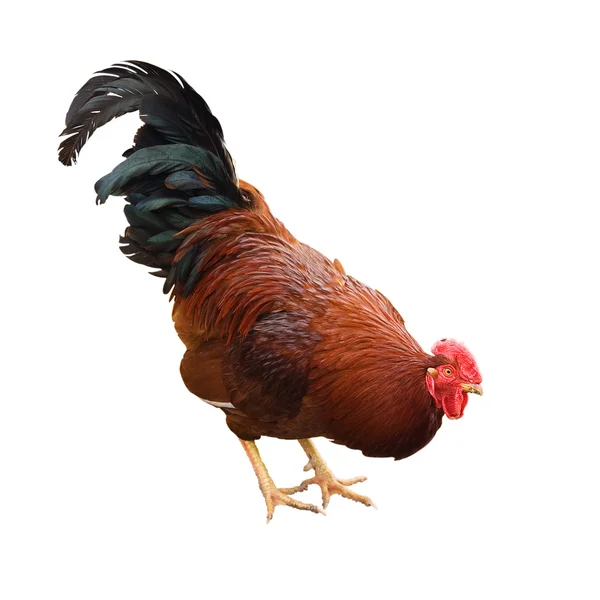 갈색 닭 스톡 사진