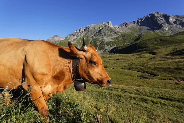 Montaña de vacas con cielo azul — Foto de Stock