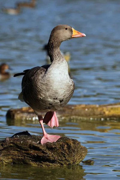 Goose on a rock — Stock Photo, Image