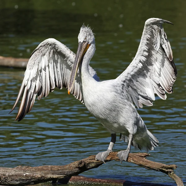 Pelikan placu — Zdjęcie stockowe