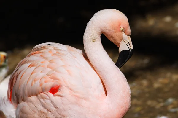 Flamingo-Haltung — Stockfoto