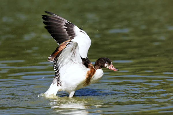 Duck on the water — Stock Photo, Image