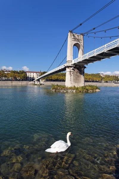 Ponte cisne — Fotografia de Stock