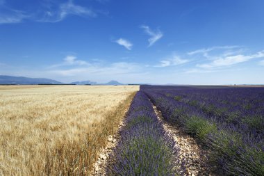 Lavanta ve buğday alanı