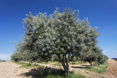 Zeytin ağacı ve mavi gökyüzü