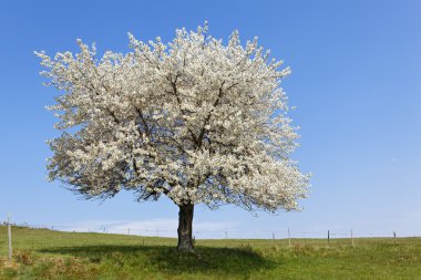Spring tree clipart