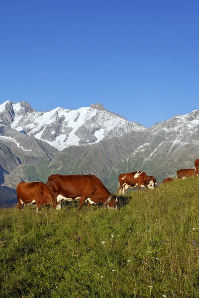 Vaca de altitude — Fotografia de Stock